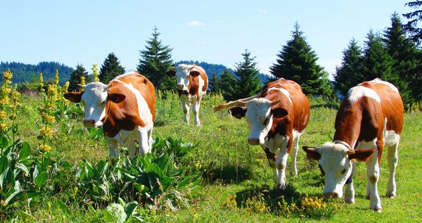 Biodiversité des prairies