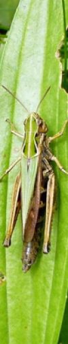Omocestus viridulus